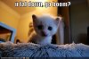 funny-pictures-kitten-asks-if-you-fell-down.jpg