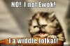 funny-pictures-kitten-looks-like-ewok.jpg