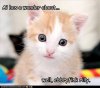 funny-pictures-kitten-wonders-about-everything.jpg