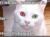funny-pictures-lolcatus-borg.jpg