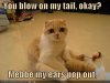 funny-pictures-please-blow-on-tail-of-cat.jpg