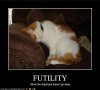 funny-pictures-cat-is-stupid.jpg